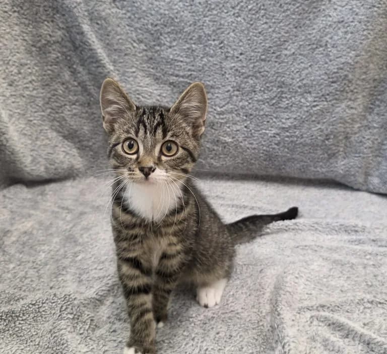 Lilly kitten 19314, Mixed Breed for adoption at Dierentehuis , Vriezenveen