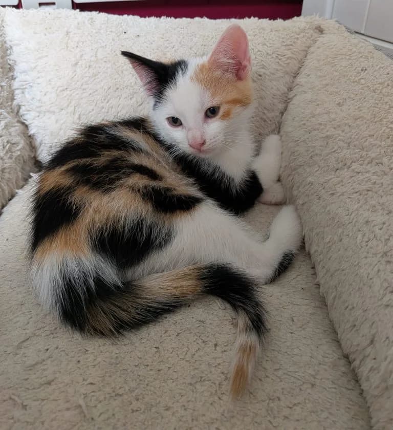 Lilly, Tom en Tina kitten, Mixed Breed for adoption at Dierentehuis , Vriezenveen