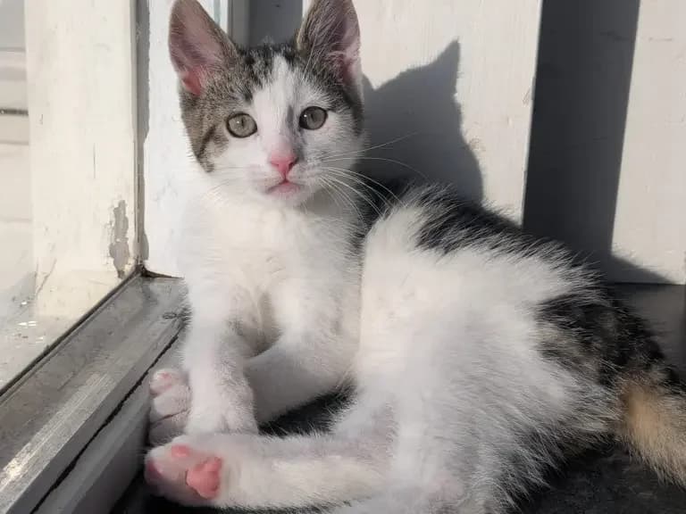 Linde, Lotus en Lilly kitten, Mixed Breed for adoption at Dierentehuis , Vriezenveen