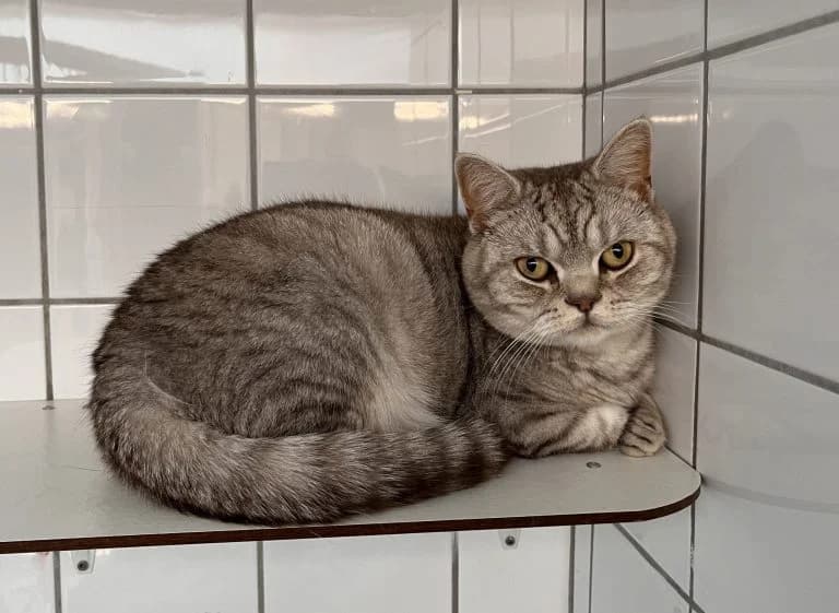 Loki, male Mixed Breed for adoption at Dierentehuis , Vriezenveen