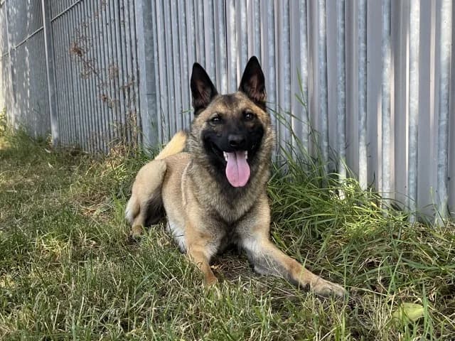 Lucy, female Mixed Breed for adoption at Dierentehuis , Vriezenveen