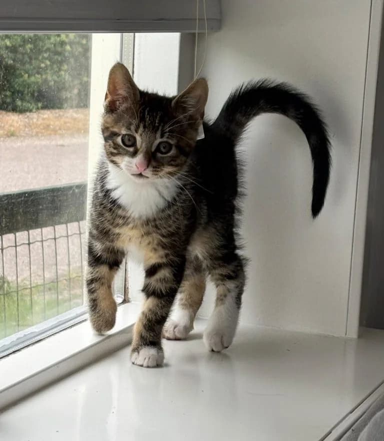 Luna, Blue en Oscar kitten, Mixed Breed for adoption at Dierentehuis , Vriezenveen