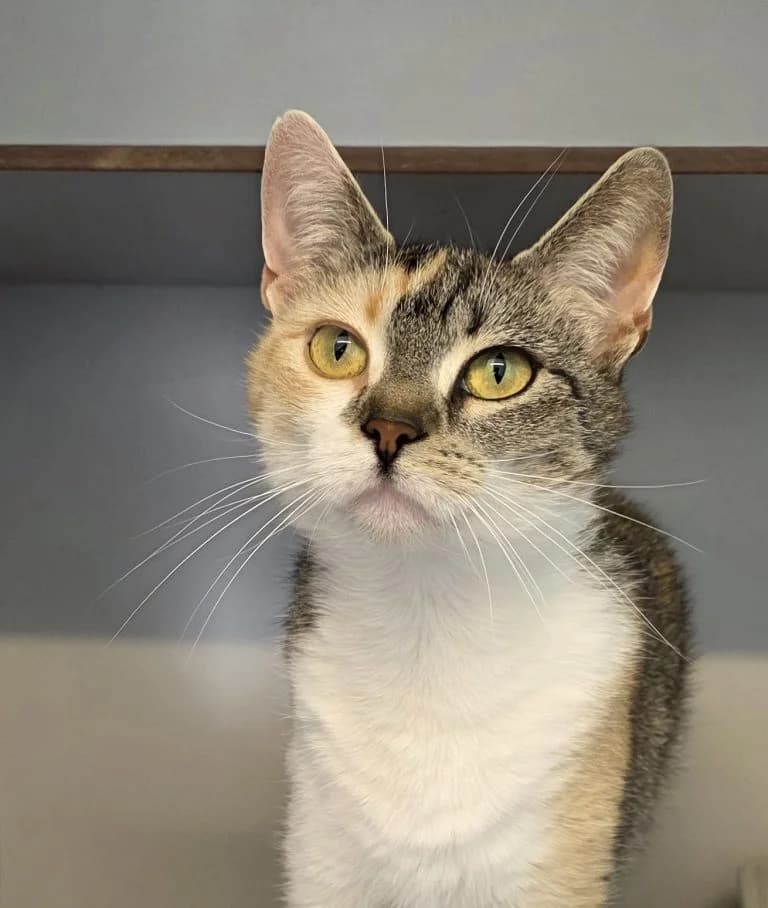 Magnolia, female Mixed Breed for adoption at Dierentehuis , Vriezenveen
