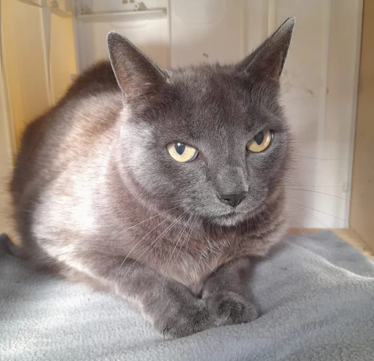 Marley, female Mixed Breed for adoption at Dierentehuis , Vriezenveen
