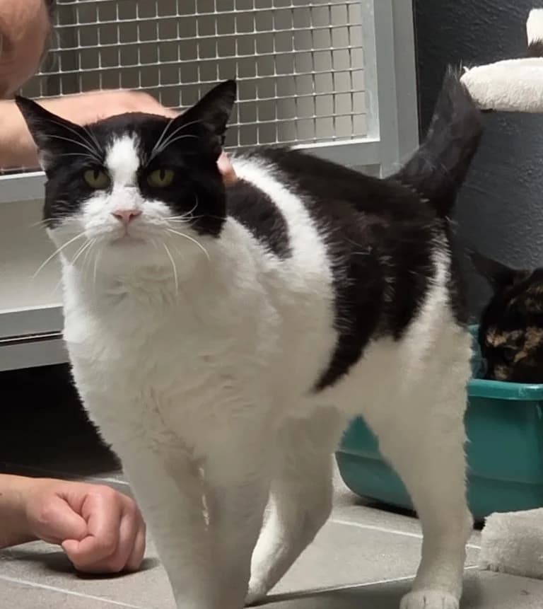 Mister Bob, male Mixed Breed for adoption at Dierentehuis , Vriezenveen