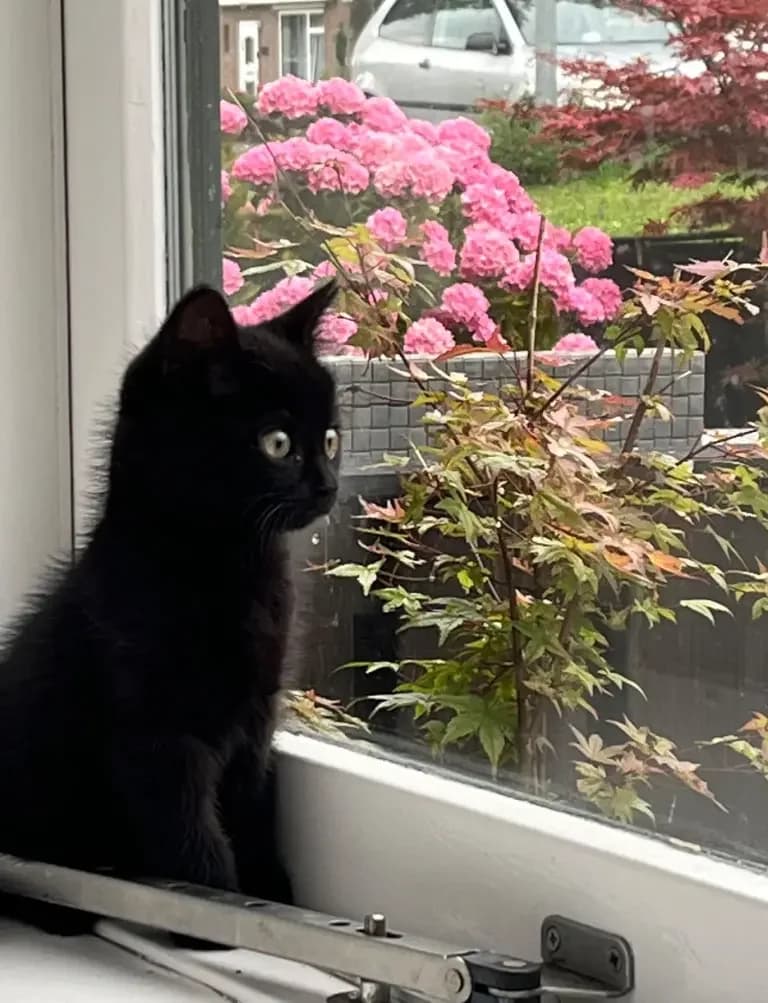 Mollie kitten 19243, Mixed Breed for adoption at Dierentehuis , Vriezenveen