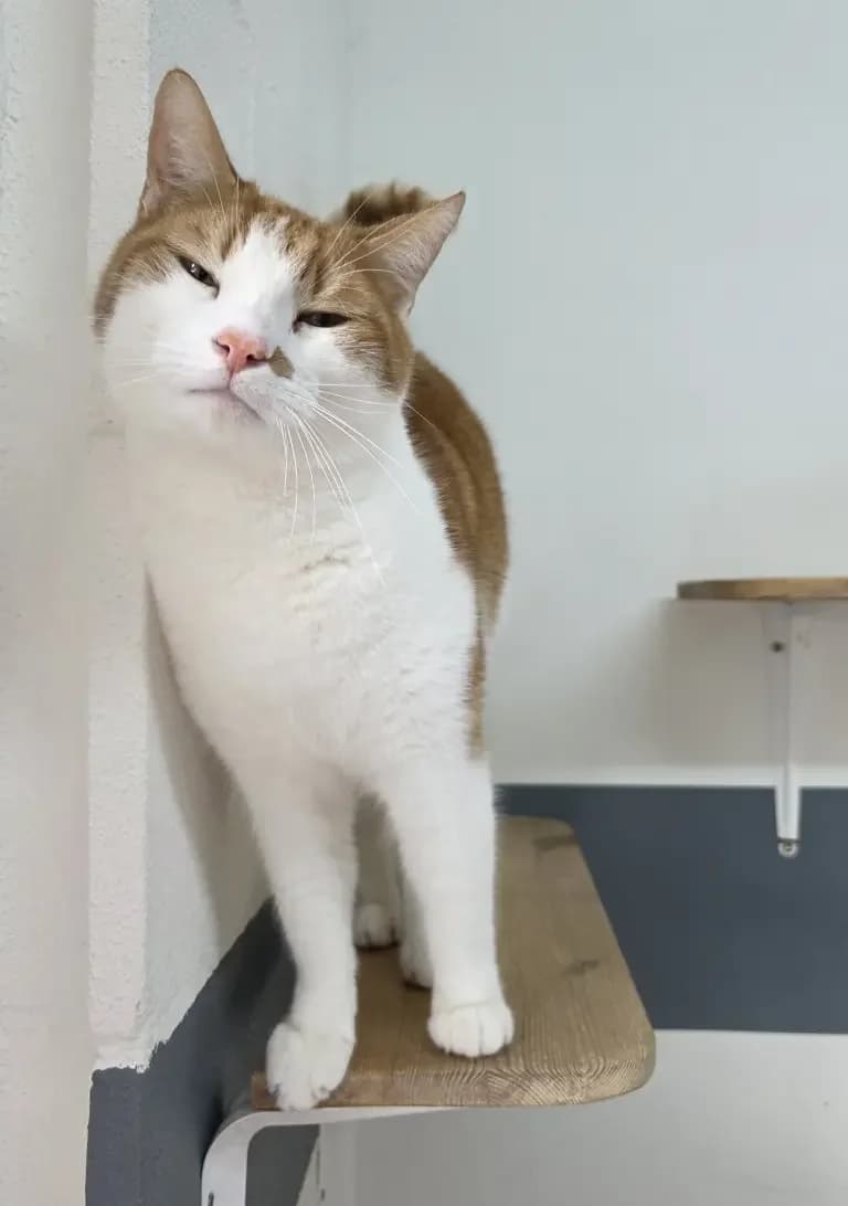 Pipo, male Mixed Breed for adoption at Dierentehuis , Vriezenveen