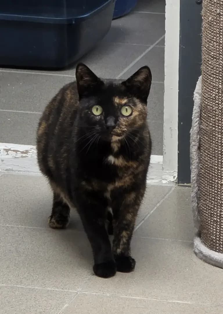 Saartje, female Mixed Breed for adoption at Dierentehuis , Vriezenveen