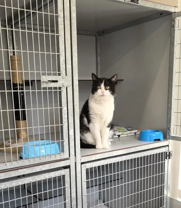 Walker, male Mixed Breed for adoption at Dierentehuis , Vriezenveen