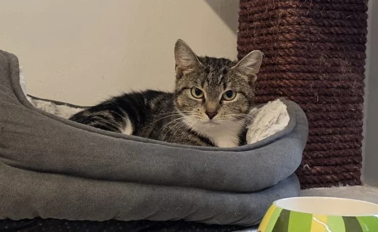 Zazou, female Mixed Breed for adoption at Dierentehuis , Vriezenveen