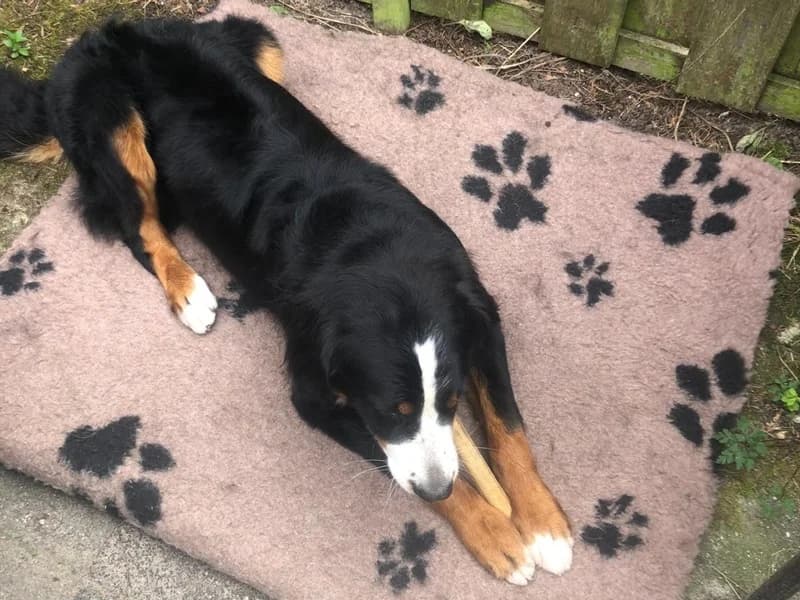 Doris, female 4yo Bernese Mountain Dog for adoption at Stichting Herplaatsing Sennenhonden