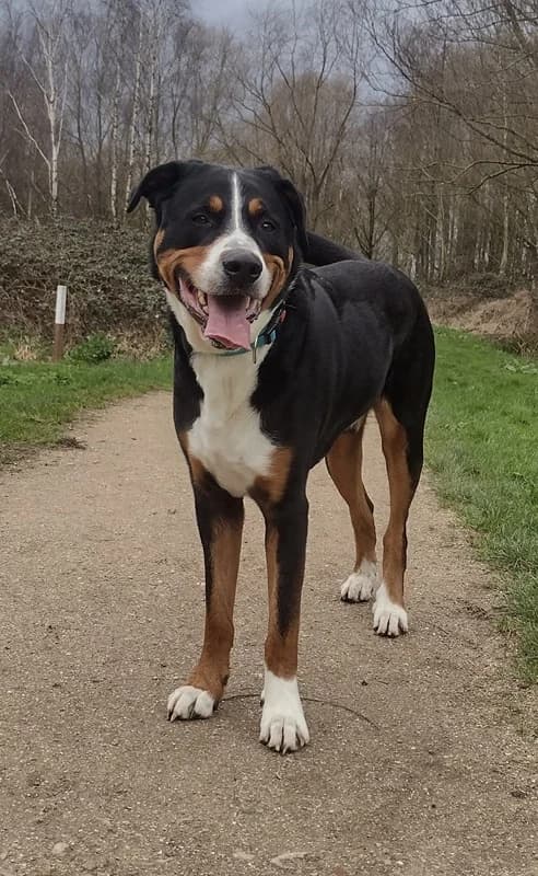 Nugget, male 6yo mixed breed for adoption at Stichting Herplaatsing Sennenhonden