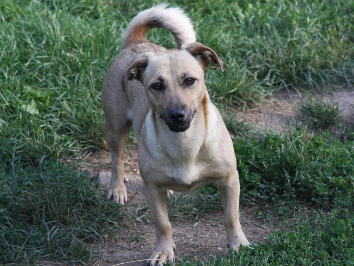 Honden ter adoptie, female young mixed breed for adoption at SOS Dogs Nederland, NN Didam