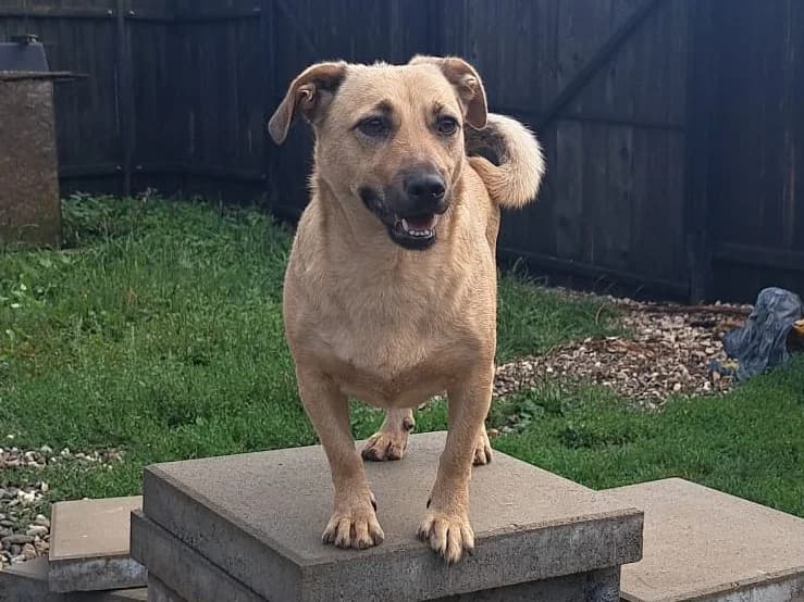 Honden ter adoptie, female 3yo mixed breed for adoption at SOS Dogs Nederland, NN Didam