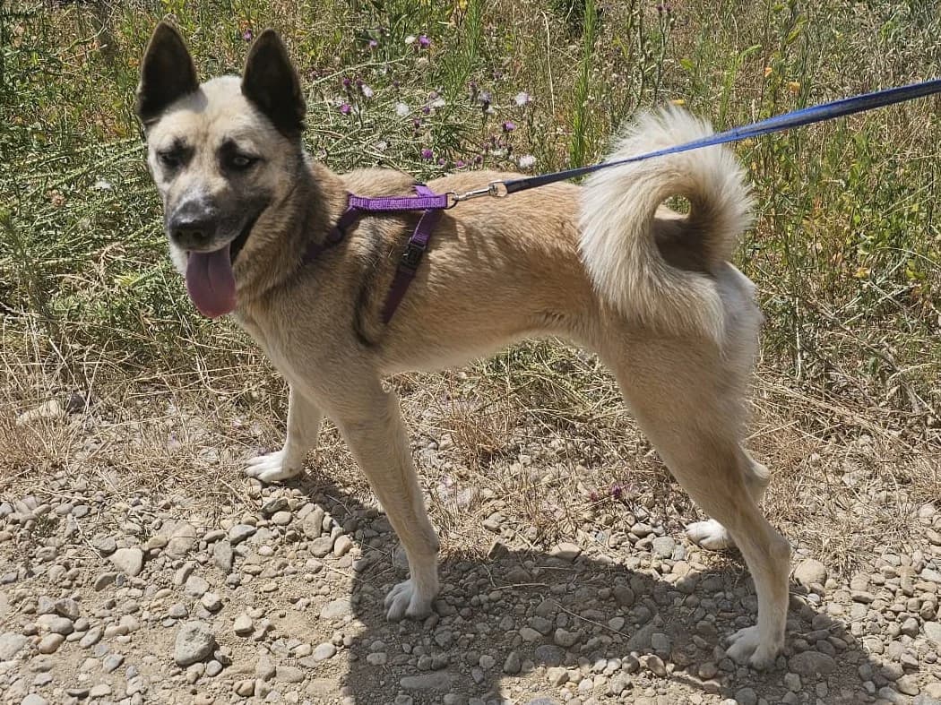 Honden ter adoptie, female young mixed breed for adoption at SOS Dogs Nederland, NN Didam