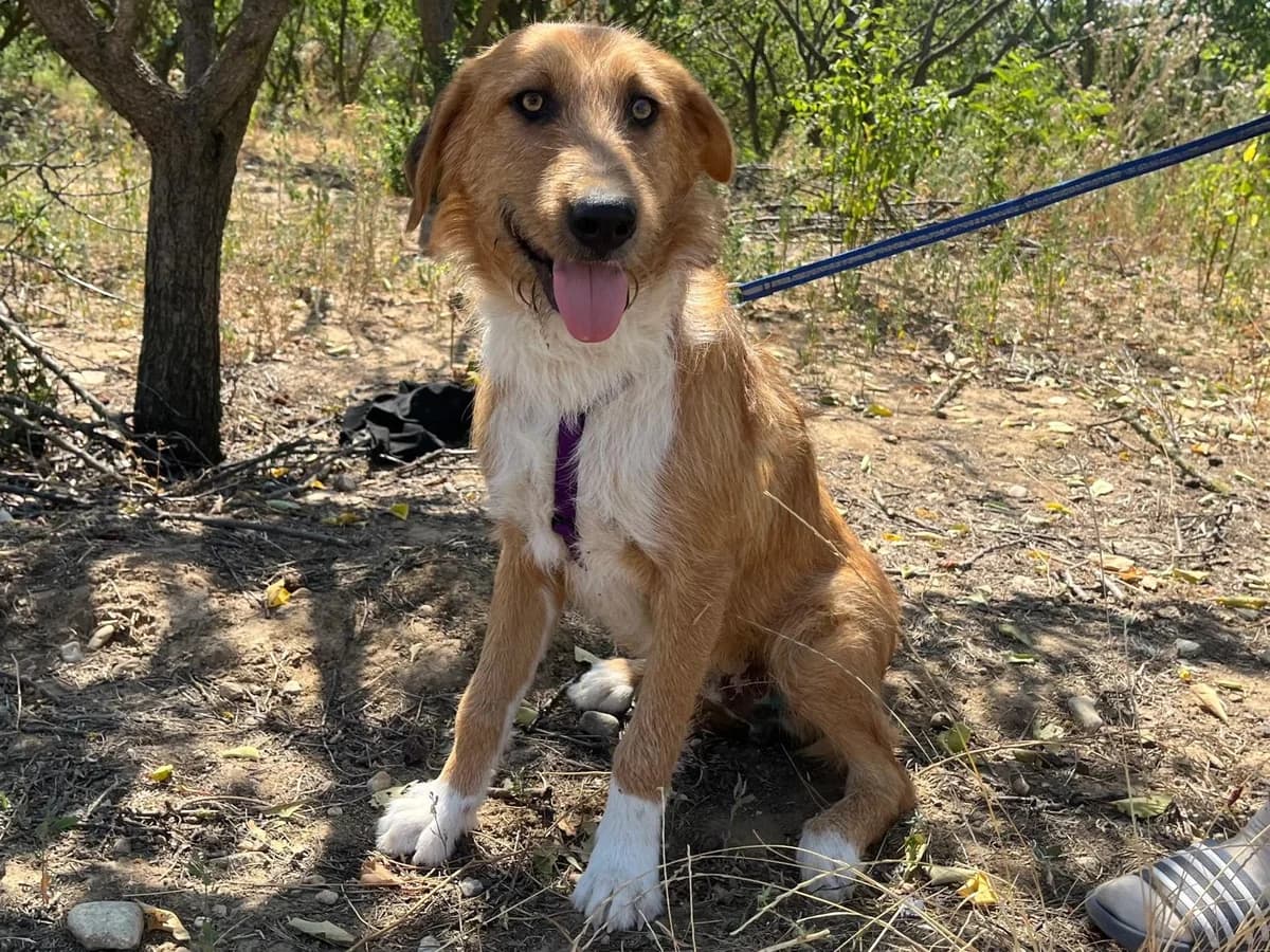 Honden ter adoptie, male puppy mixed breed for adoption at SOS Dogs Nederland, NN Didam