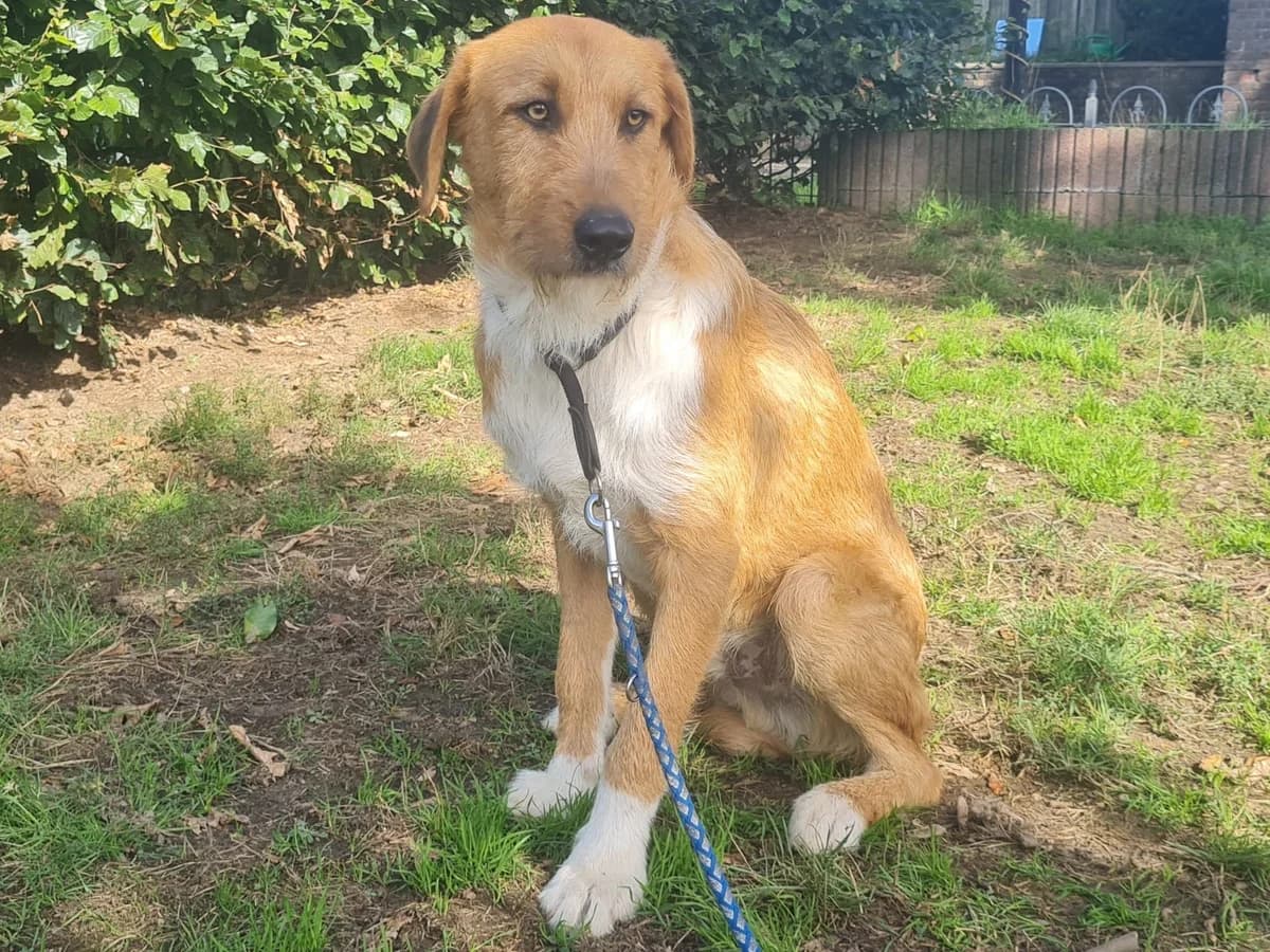 Honden ter adoptie, male puppy mixed breed for adoption at SOS Dogs Nederland, NN Didam