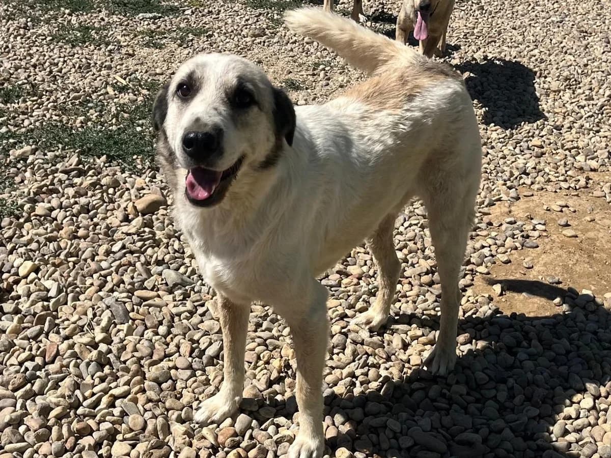 Honden ter adoptie, male 4yo mixed breed for adoption at SOS Dogs Nederland, NN Didam