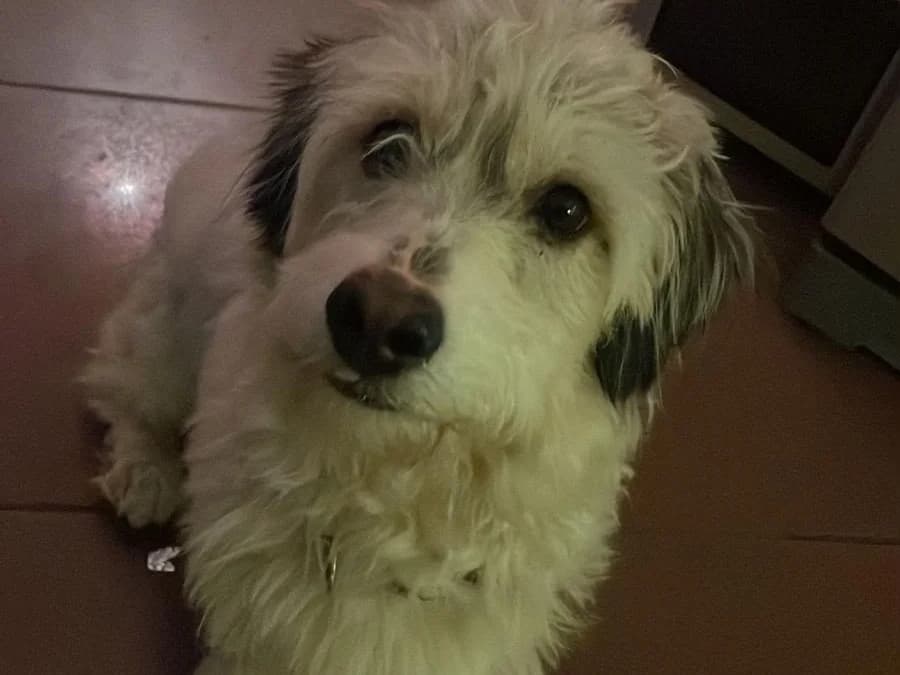 Honden ter adoptie, male 3yo mixed breed for adoption at SOS Dogs Nederland, NN Didam