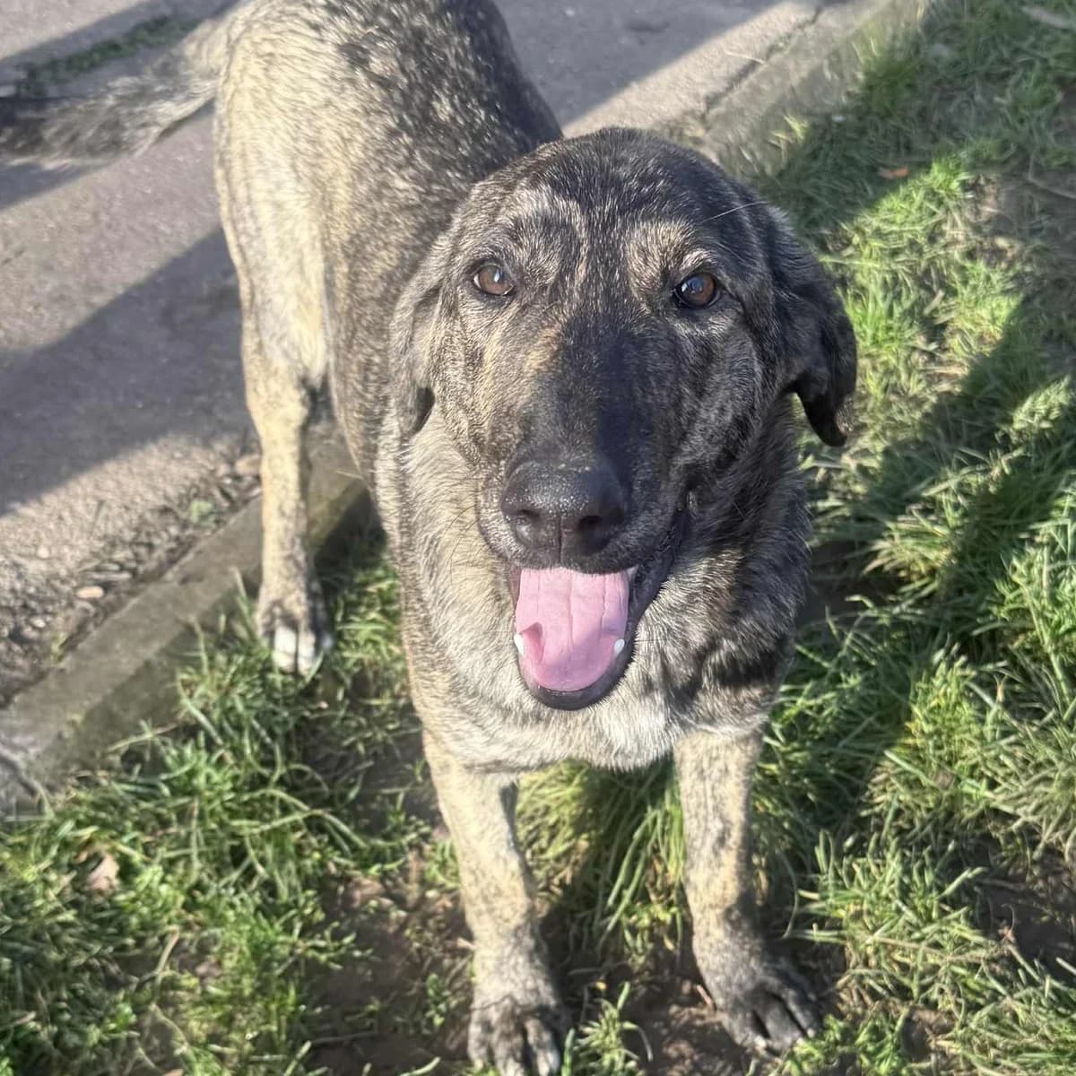 Honden ter adoptie, male puppy mixed breed for adoption at SOS Dogs Nederland, NN Didam