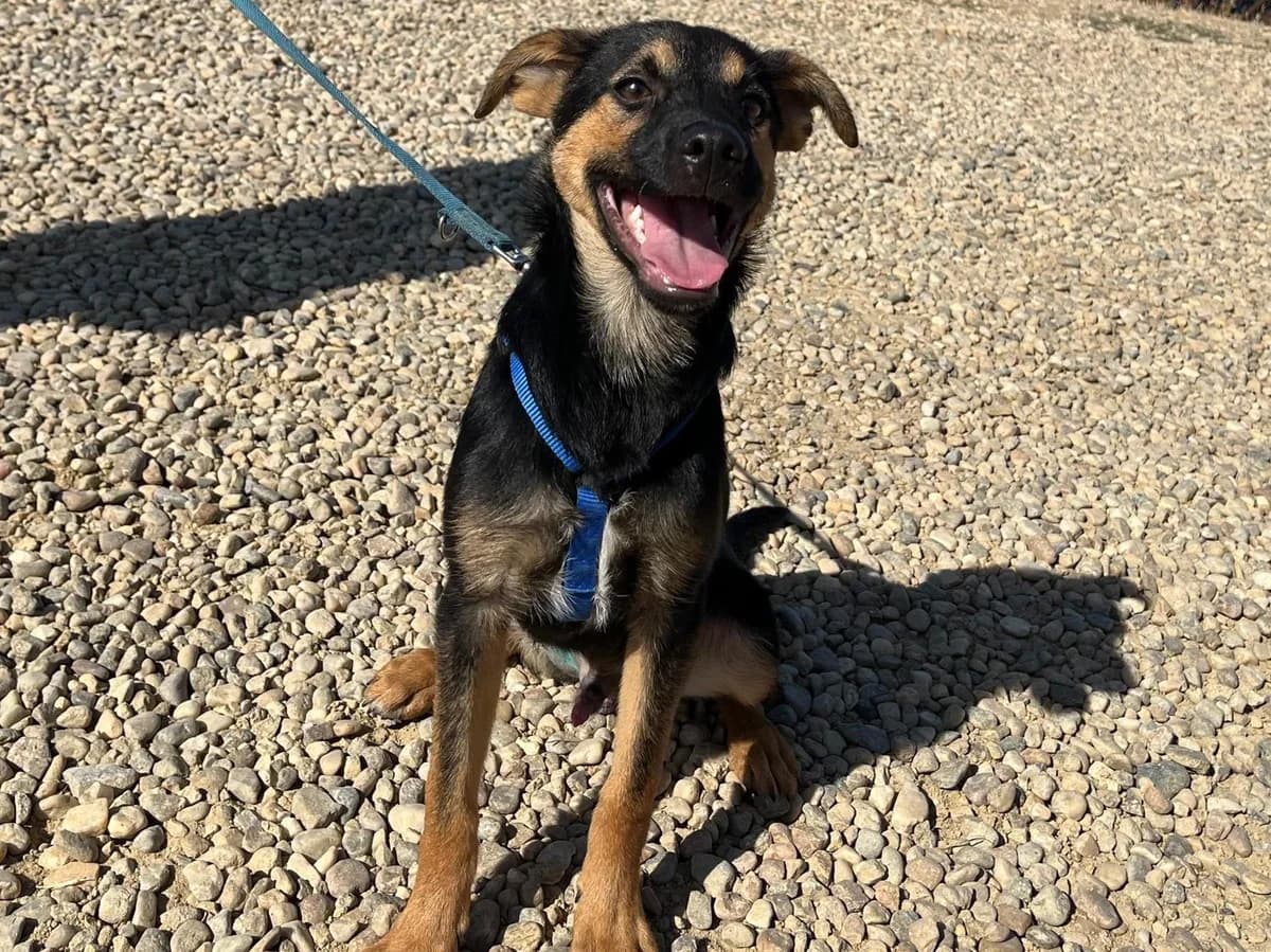Honden ter adoptie, male puppy mixed breed for adoption at SOS Dogs Nederland, NN Didam
