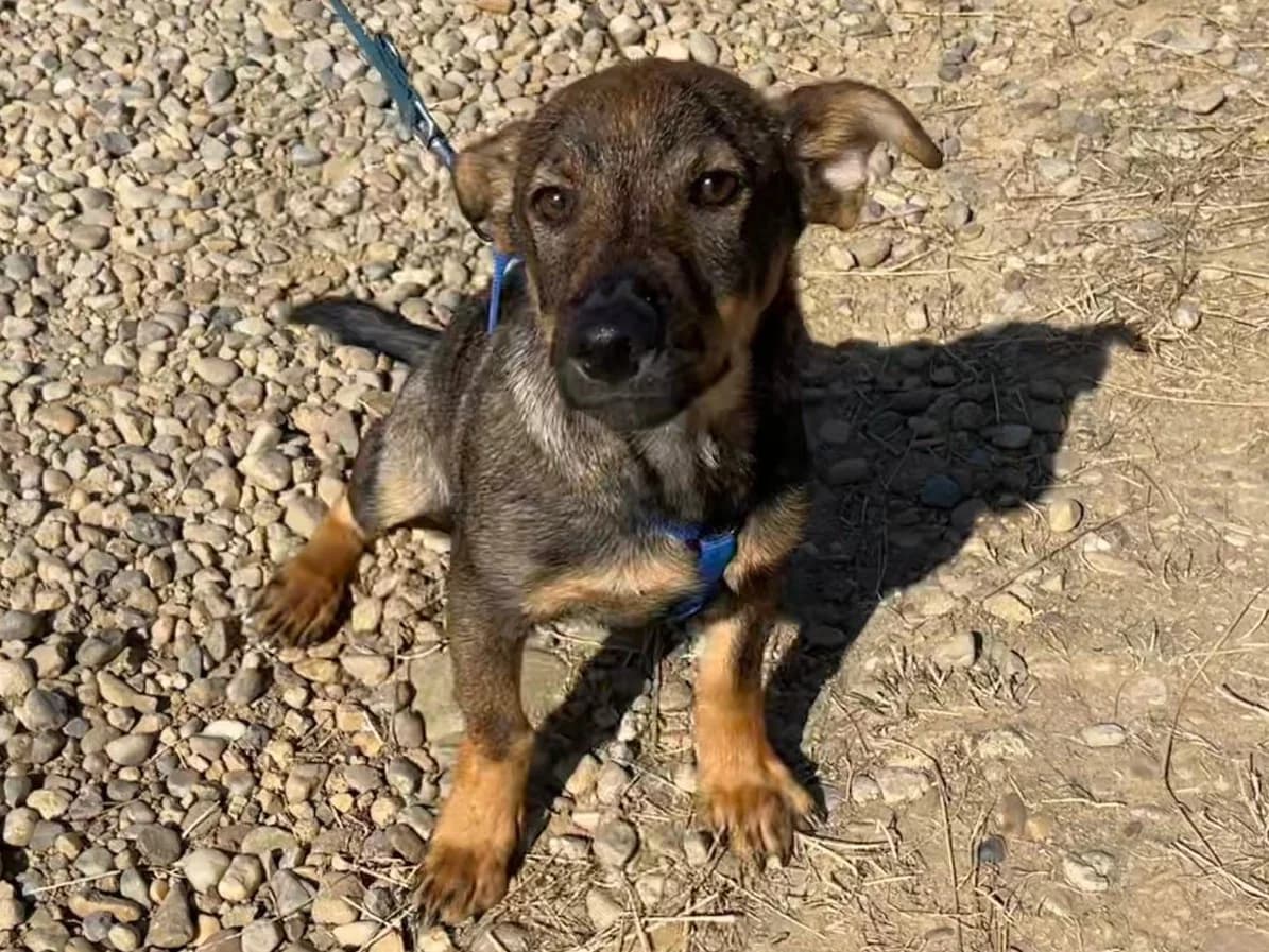 Honden ter adoptie, male puppy mixed breed for adoption at SOS Dogs Nederland, NN Didam