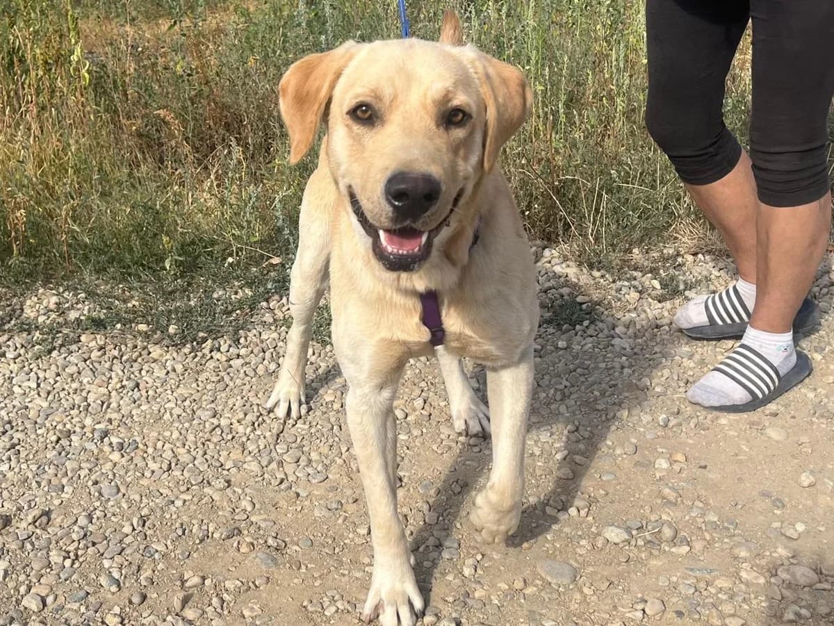 Honden ter adoptie, male young mixed breed for adoption at SOS Dogs Nederland, NN Didam