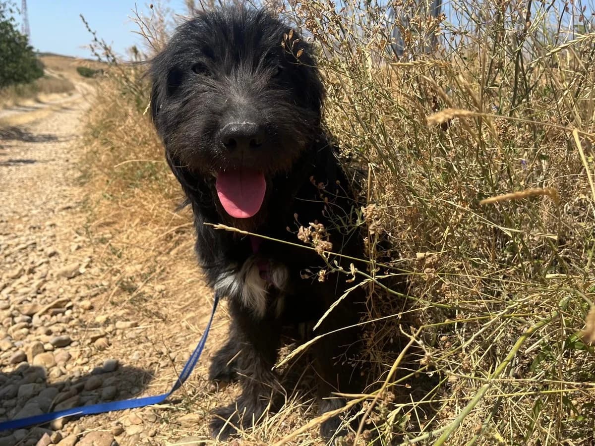 Honden ter adoptie, male puppy mixed breed for adoption at SOS Dogs Nederland, NN Didam