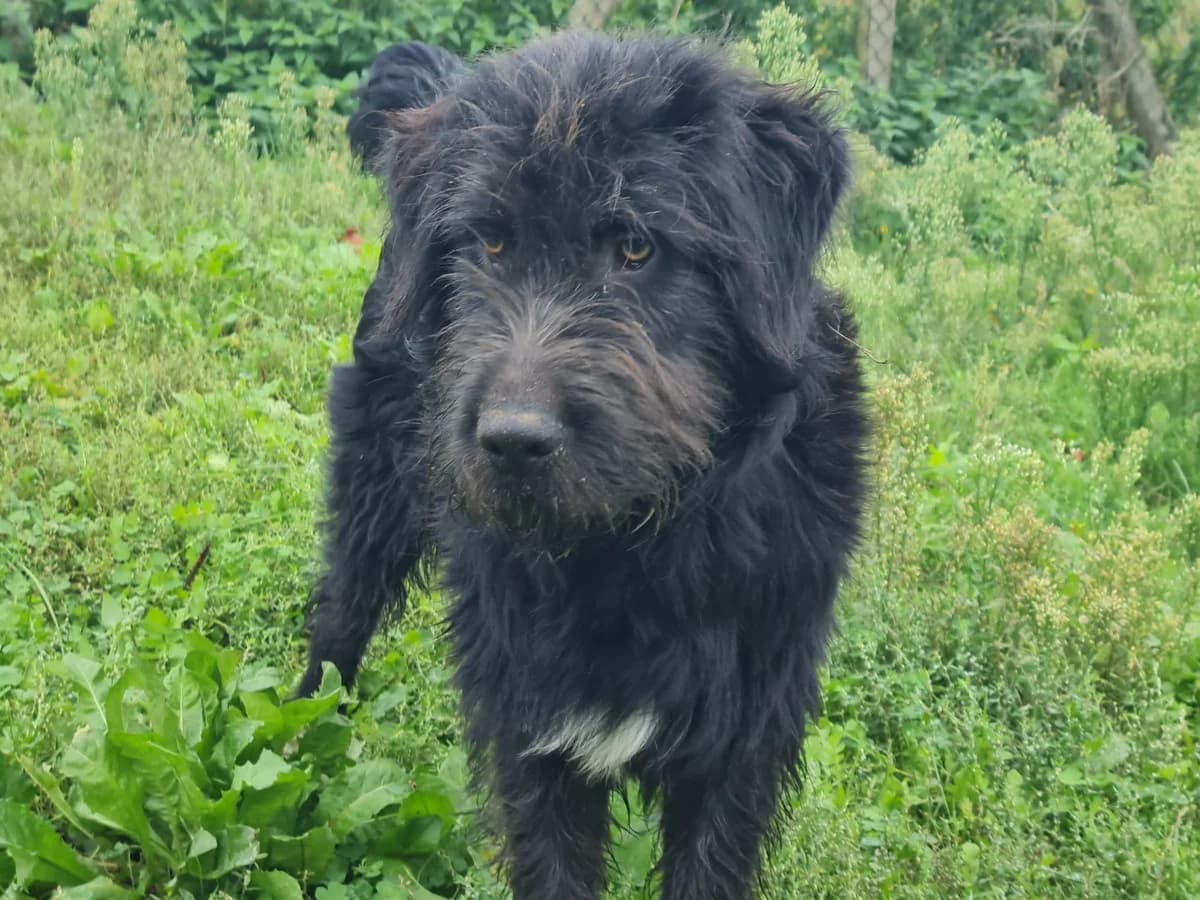 Honden ter adoptie, male puppy mixed breed for adoption at SOS Dogs Nederland, NN Didam