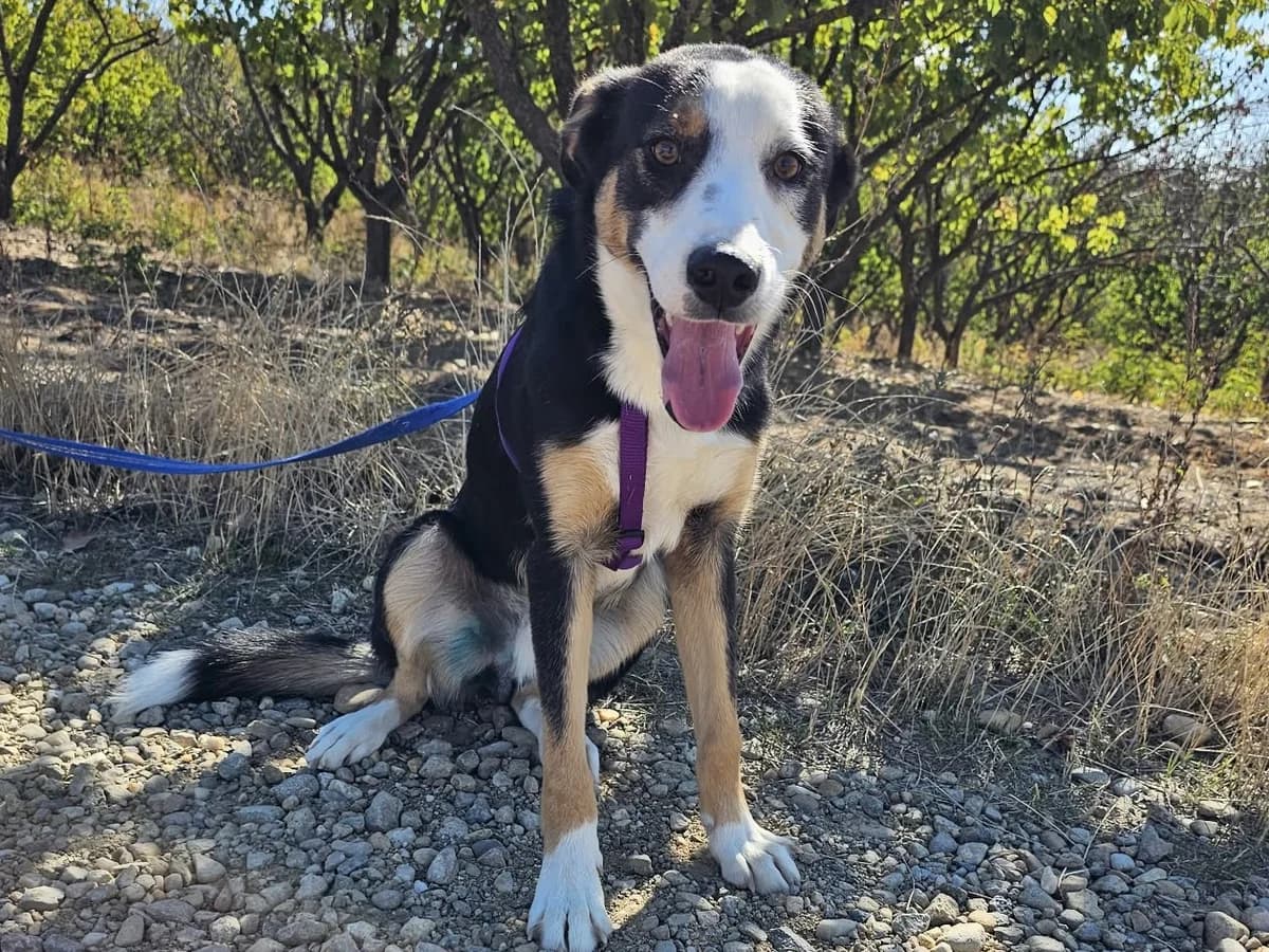 Honden ter adoptie, male young mixed breed for adoption at SOS Dogs Nederland, NN Didam