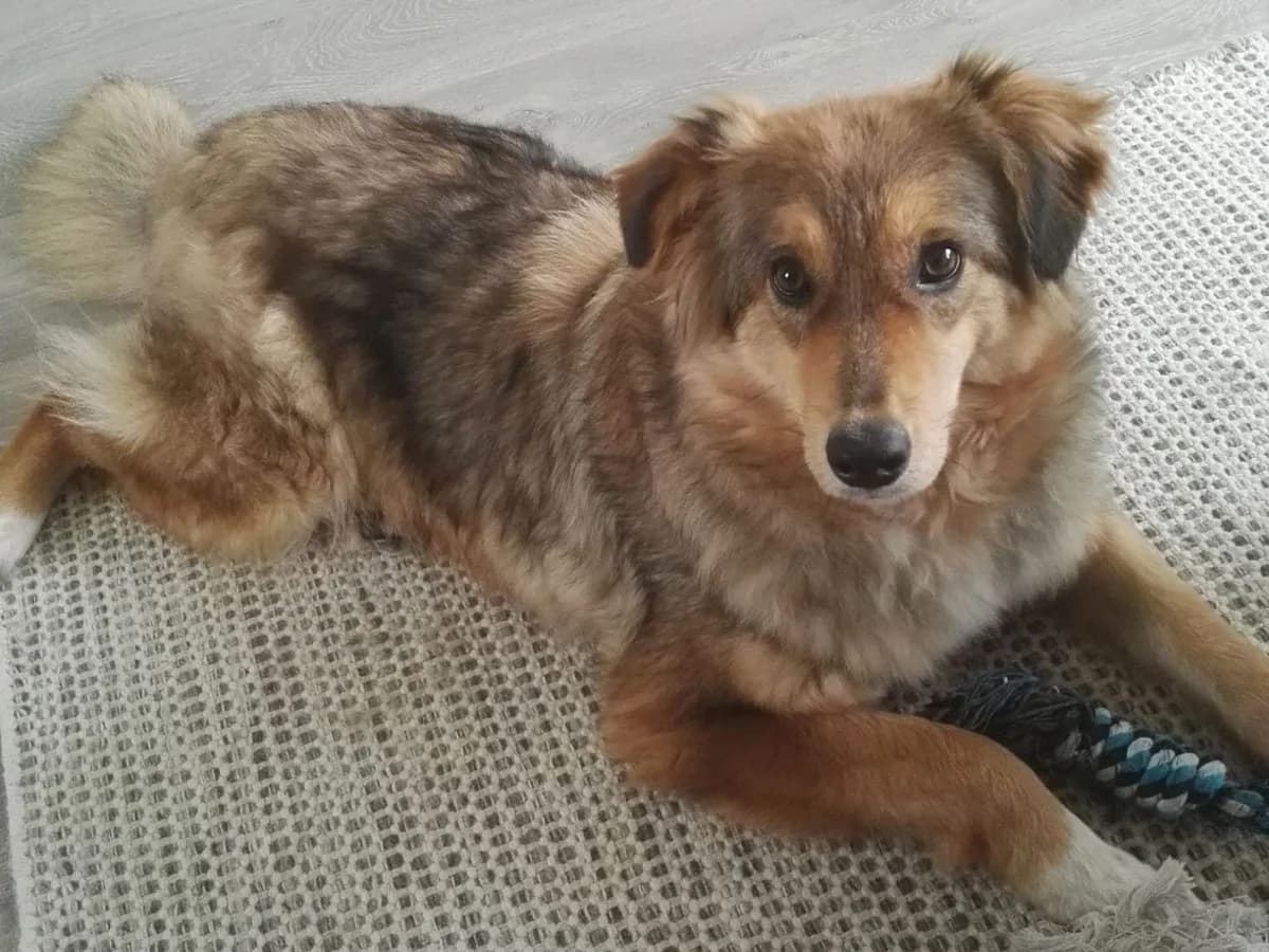 Honden ter adoptie, male senior mixed breed for adoption at SOS Dogs Nederland, NN Didam
