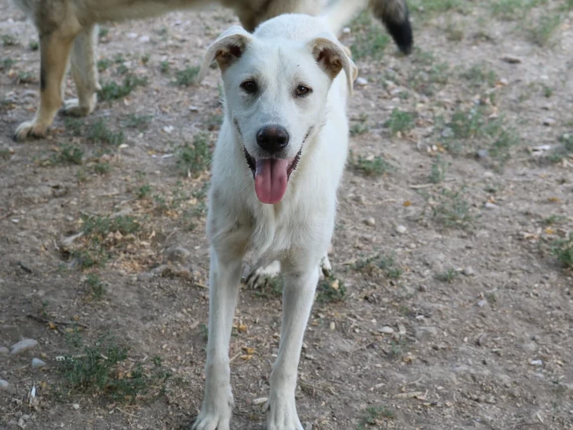 Honden ter adoptie, male young mixed breed for adoption at SOS Dogs Nederland, NN Didam