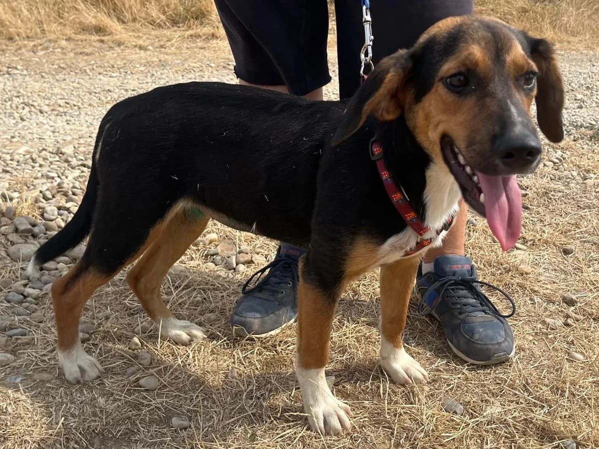 Honden ter adoptie, female young mixed breed for adoption at SOS Dogs Nederland, NN Didam