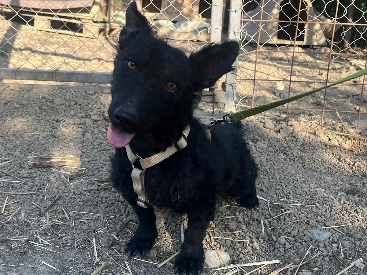 Honden ter adoptie, male young mixed breed for adoption at SOS Dogs Nederland, NN Didam