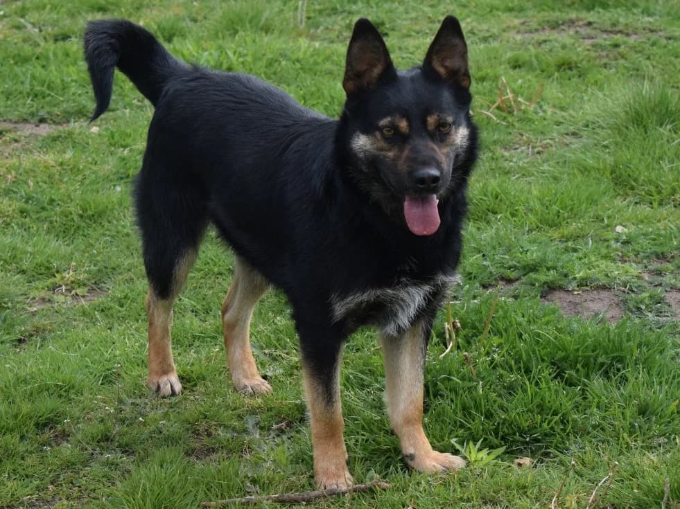 Honden ter adoptie, male 3yo mixed breed for adoption at SOS Dogs Nederland, NN Didam