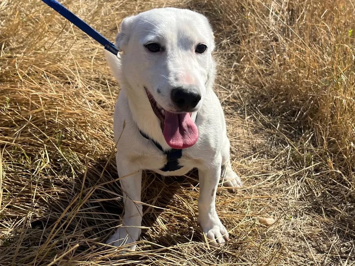 Honden ter adoptie, female puppy mixed breed for adoption at SOS Dogs Nederland, NN Didam