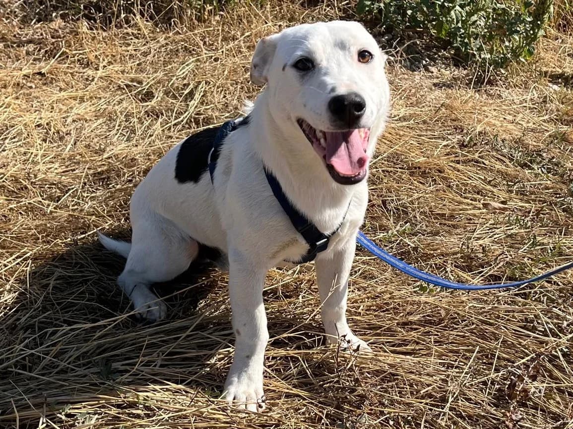 Honden ter adoptie, male puppy mixed breed for adoption at SOS Dogs Nederland, NN Didam