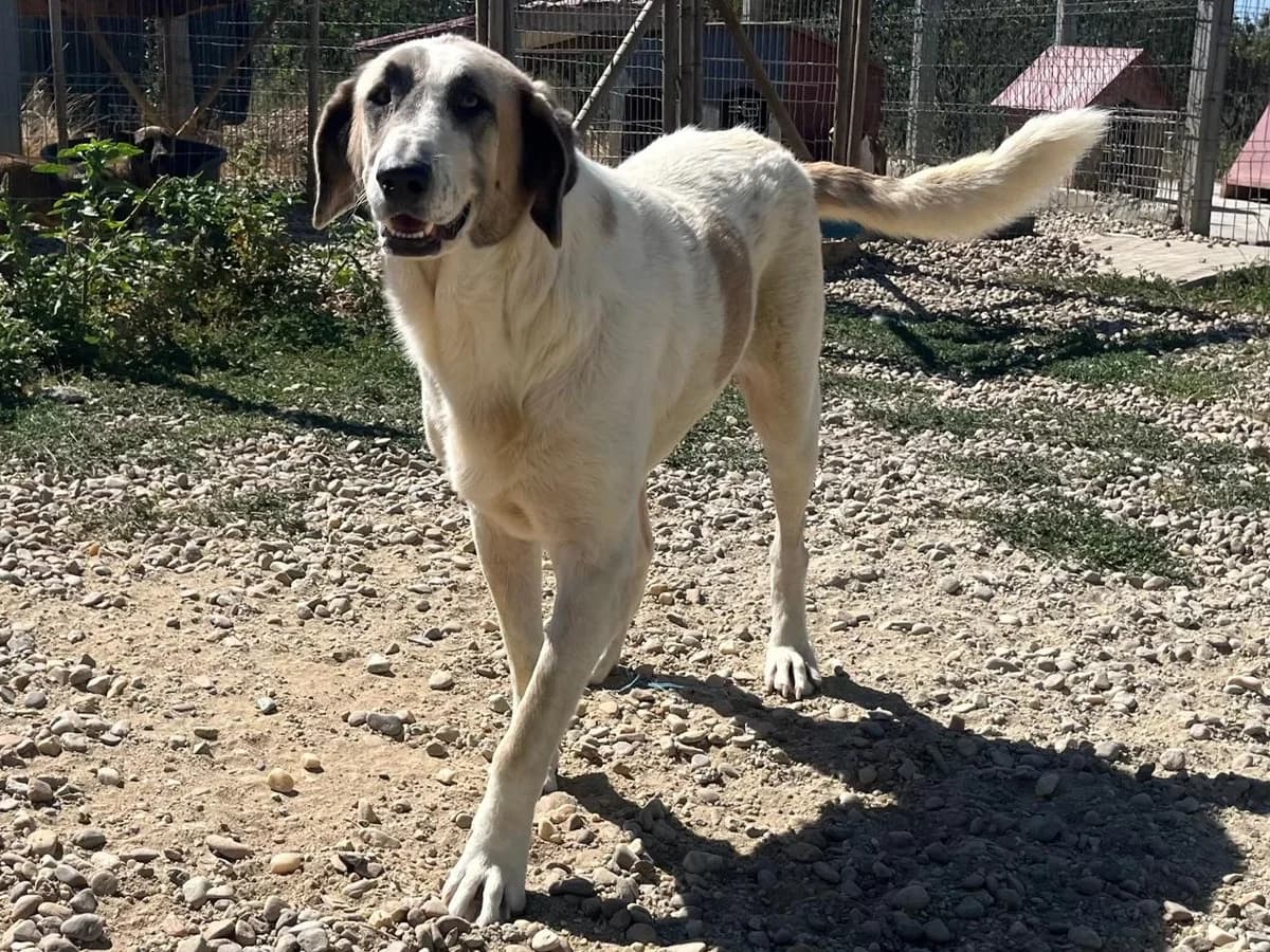 Honden ter adoptie, female 4yo mixed breed for adoption at SOS Dogs Nederland, NN Didam