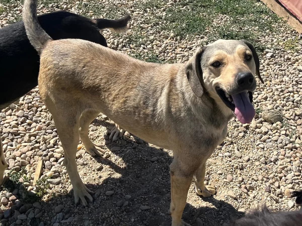 Honden ter adoptie, male 4yo mixed breed for adoption at SOS Dogs Nederland, NN Didam