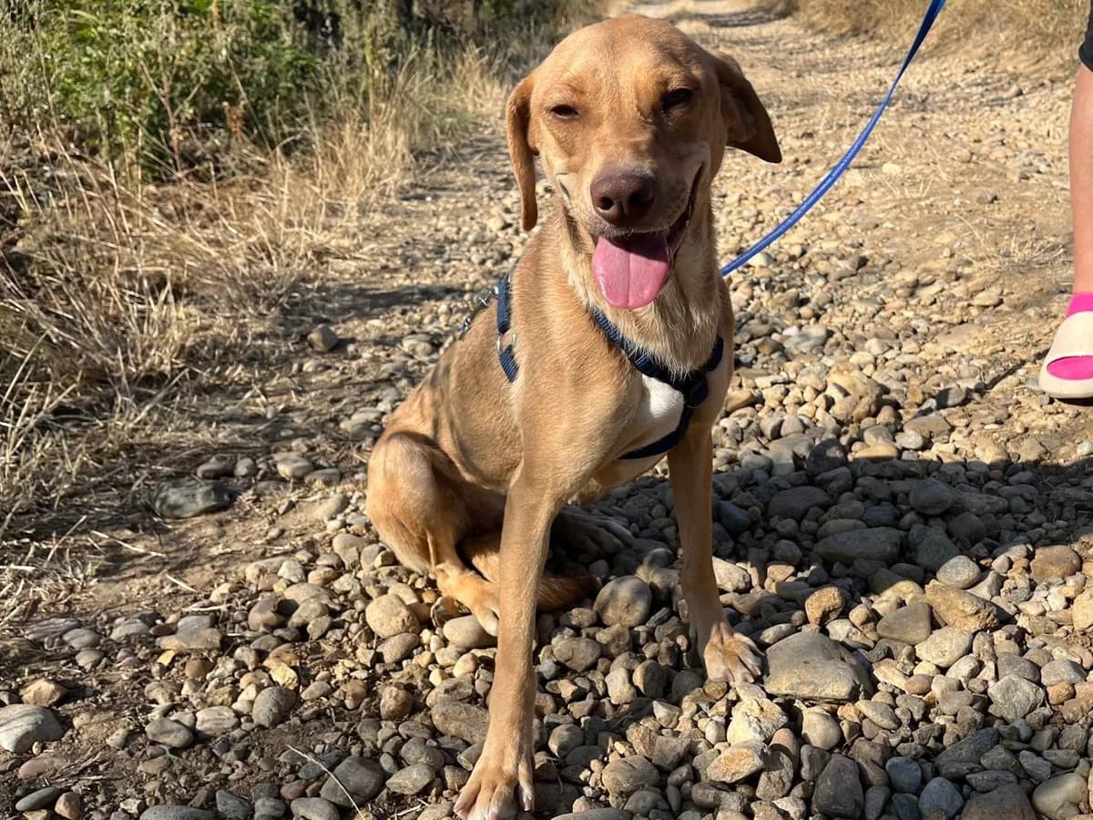 Honden ter adoptie, female young mixed breed for adoption at SOS Dogs Nederland, NN Didam