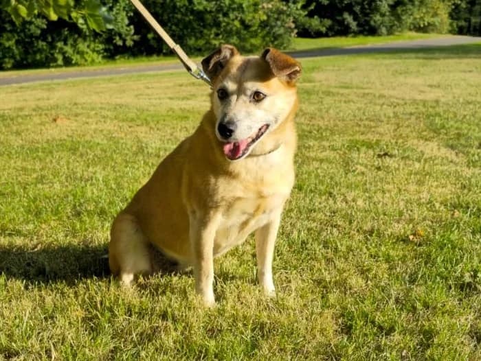 Honden ter adoptie, female senior mixed breed for adoption at SOS Dogs Nederland, NN Didam