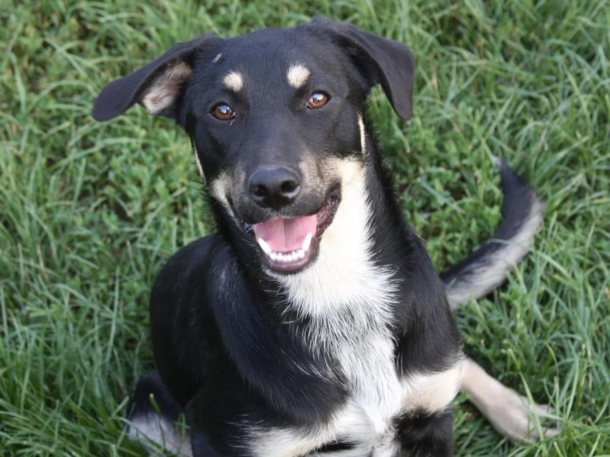 Honden ter adoptie, female young mixed breed for adoption at SOS Dogs Nederland, NN Didam