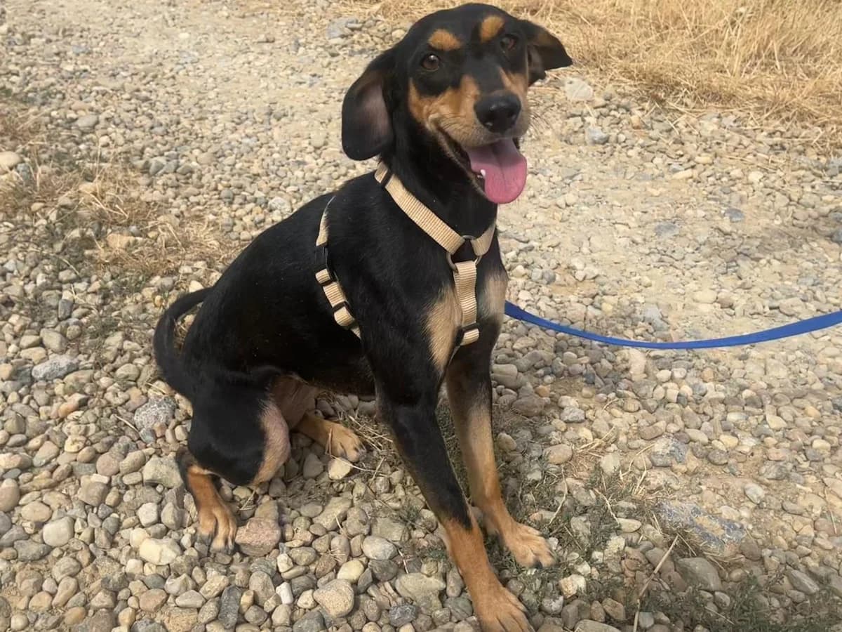 Honden ter adoptie, female young mixed breed for adoption at SOS Dogs Nederland, NN Didam