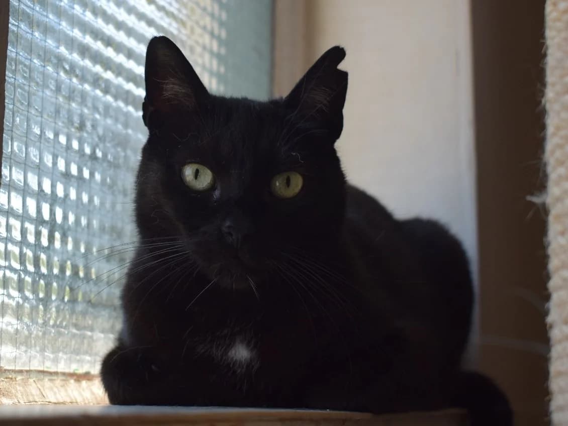 Katten ter adoptie, female 7yo Mixed Breed for adoption at SOS Dogs Nederland, NN Didam