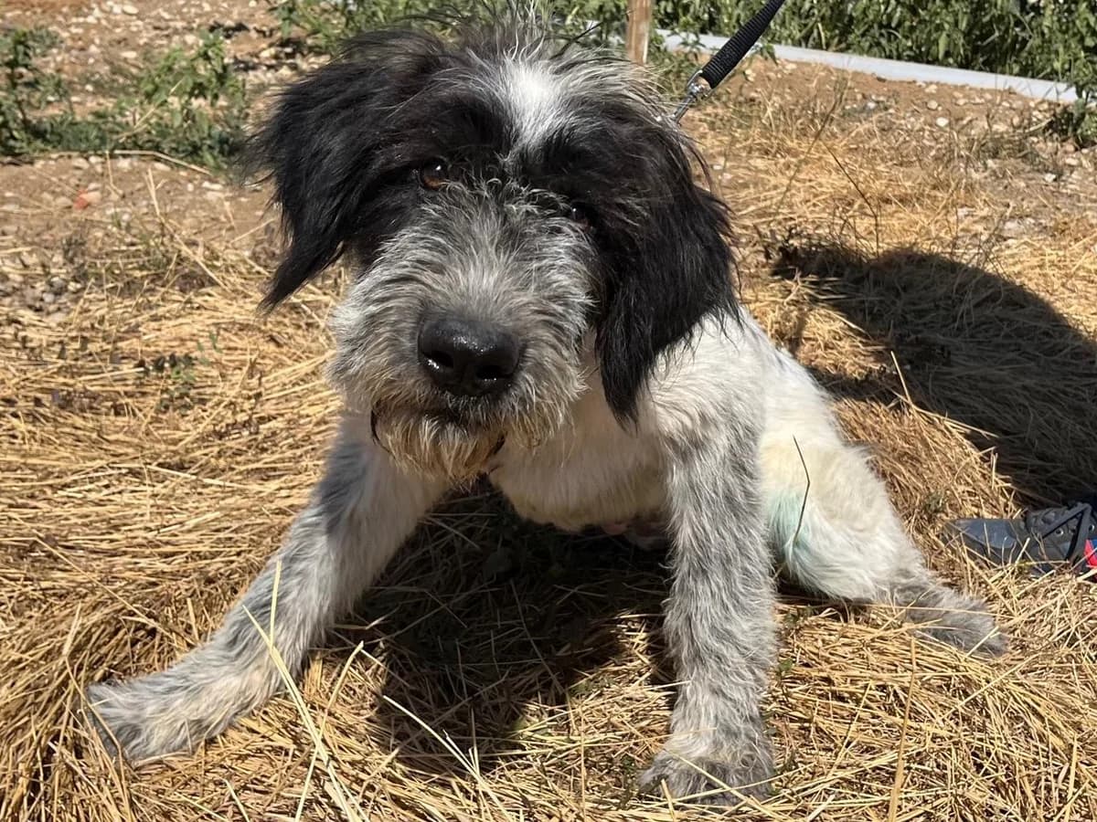 Honden ter adoptie, female puppy mixed breed for adoption at SOS Dogs Nederland, NN Didam