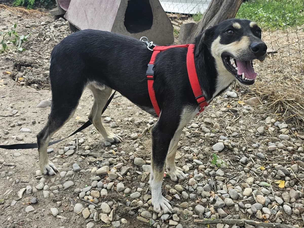 Honden ter adoptie, male young mixed breed for adoption at SOS Dogs Nederland, NN Didam