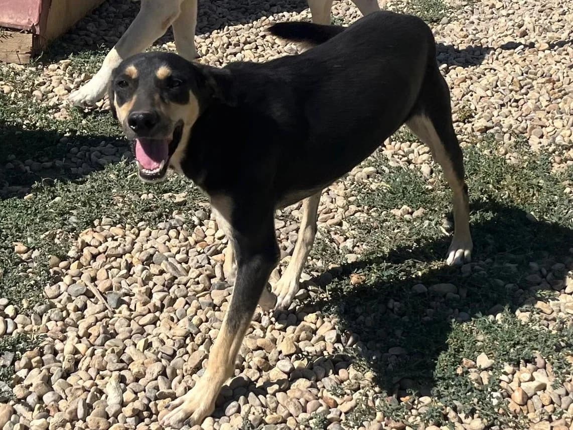 Honden ter adoptie, male young mixed breed for adoption at SOS Dogs Nederland, NN Didam