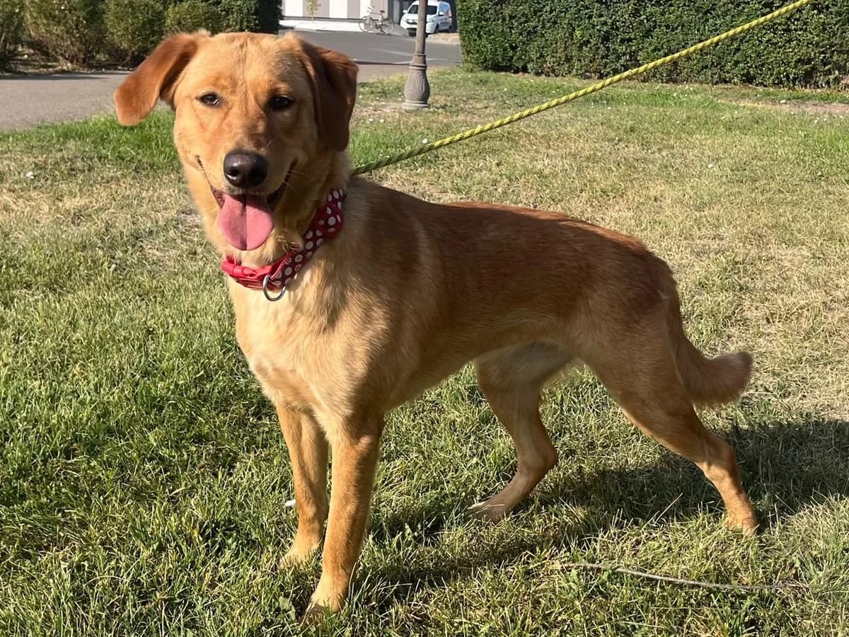 Honden ter adoptie, female young mixed breed for adoption at SOS Dogs Nederland, NN Didam