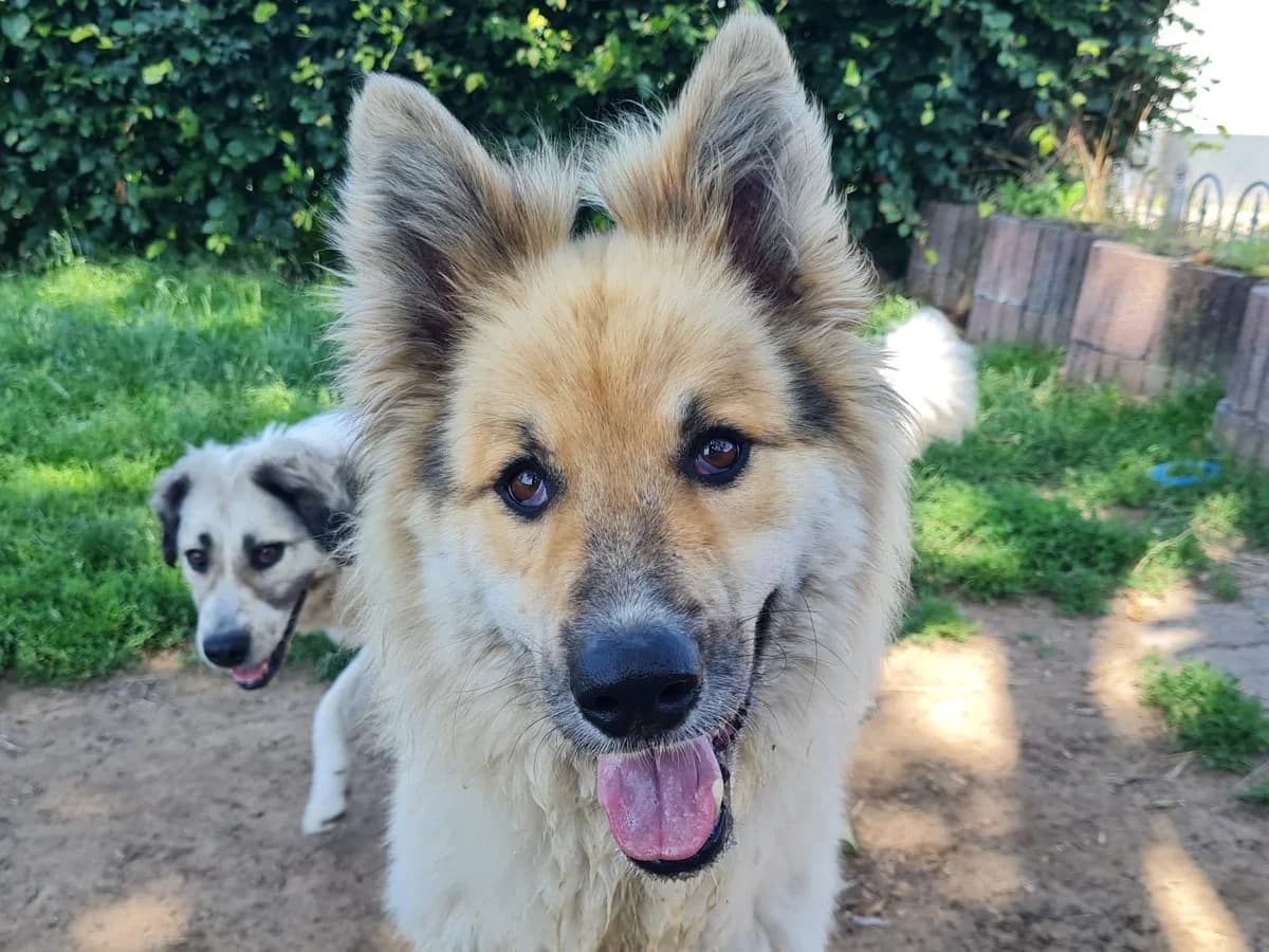 Honden ter adoptie, male 3yo mixed breed for adoption at SOS Dogs Nederland, NN Didam