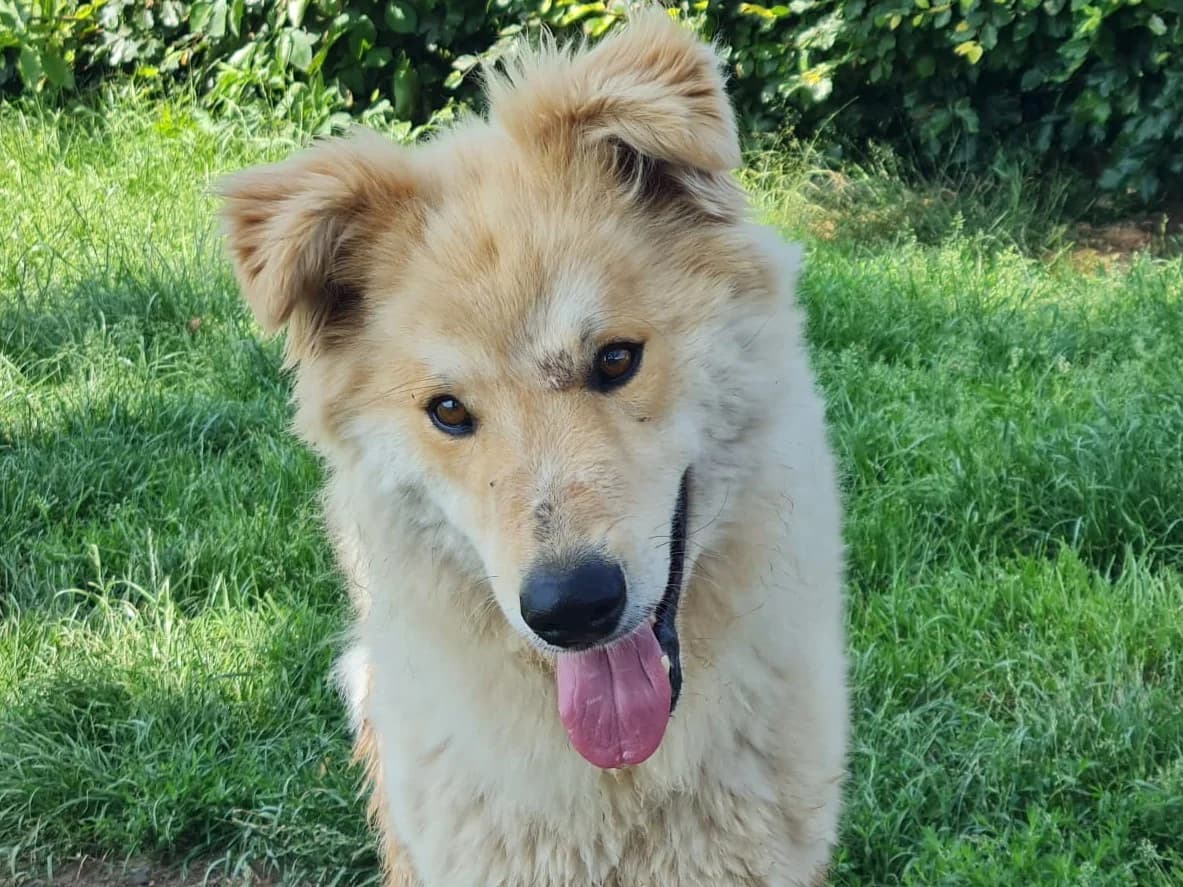 Honden ter adoptie, male 3yo mixed breed for adoption at SOS Dogs Nederland, NN Didam